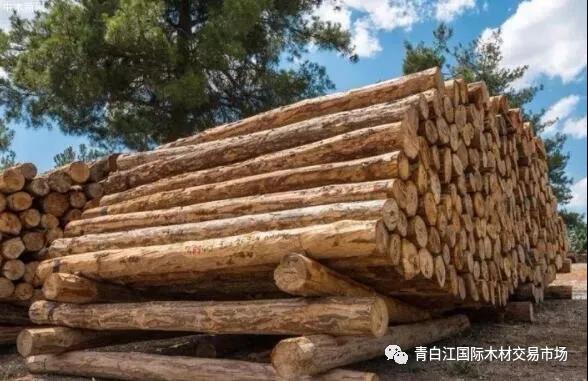 【木材資訊】 今年我國(guó)國(guó)內(nèi)木材缺口或?qū)⑦_(dá)到2億立方