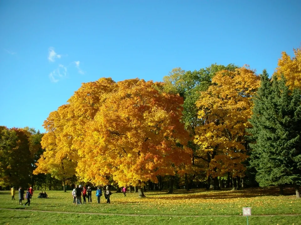【木材資訊】俄羅斯將成立國(guó)有木材深加工企業(yè)，對(duì)木材價(jià)格有何影響？