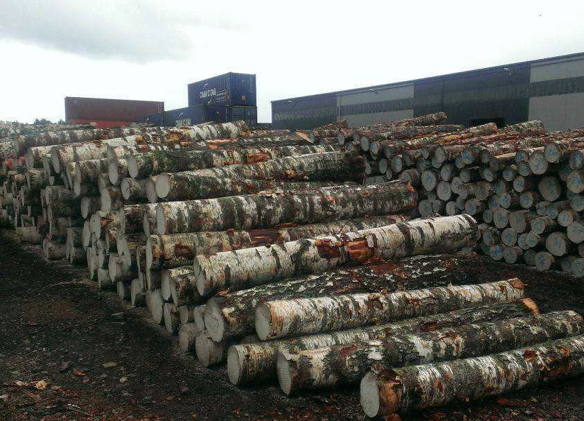 【木材資訊】俄駐華商務代表：俄中貿易疫情之下逆勢上揚 最令人矚目的是森工產(chǎn)品