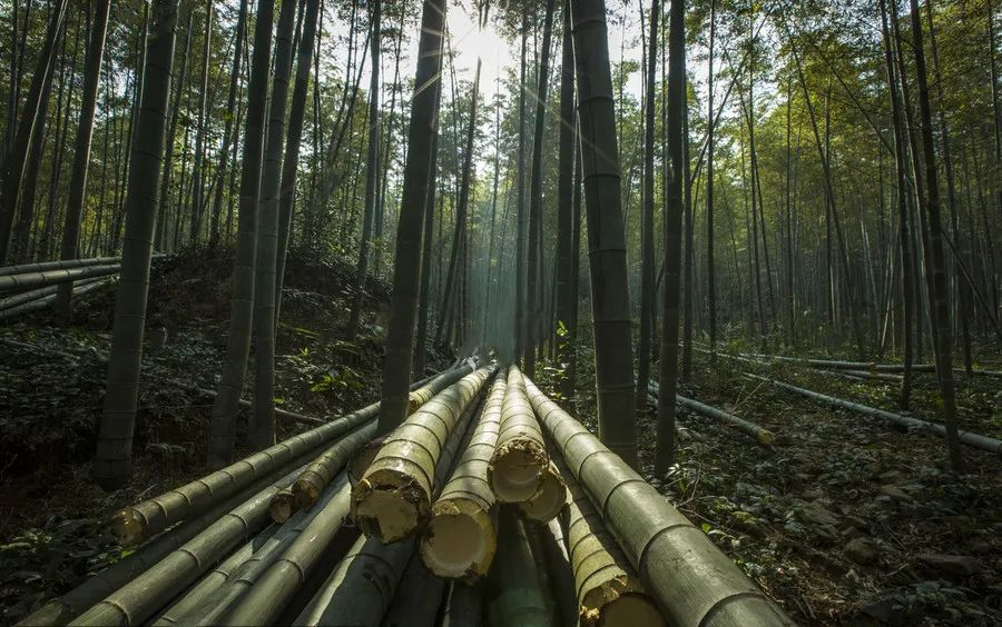 【木材資訊】4月7日起我國將對(duì)部分原產(chǎn)于新西蘭的木材和紙制品實(shí)施協(xié)定稅率