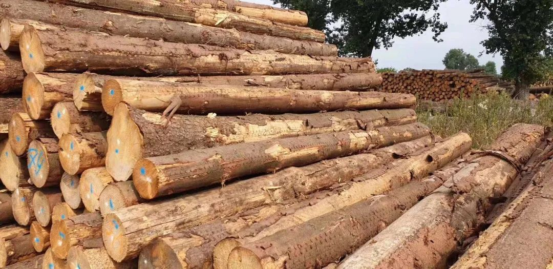 【木材資訊】市場需求疲軟，價(jià)格走低，木材商家進(jìn)退兩難！