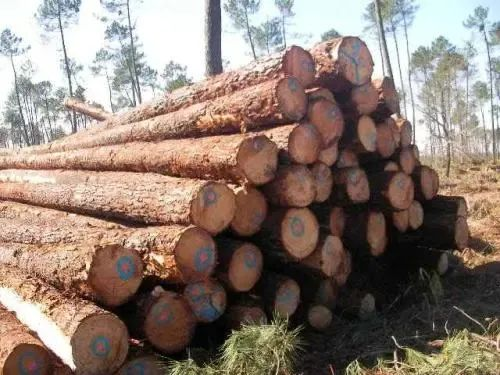 【木材資訊】通脹高企、能源價格上漲，愛沙尼亞木材盜竊事件頻發(fā)